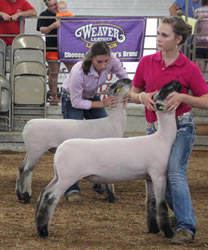 Steva Robinson Champion