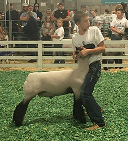Steva Robinson Show Stock Winners