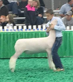 Steva Robinson Show Stock Winners