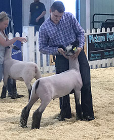 Steva Robinson Show Stock Winners