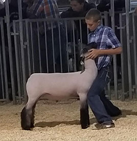 Steva Robinson Show Stock Winners