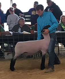Steva Robinson Show Stock Winners