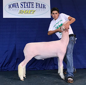 Steva Robinson Show Stock Winners