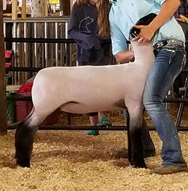 Steva Robinson Show Stock Winners