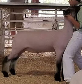Steva Robinson Show Stock Winners