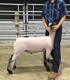 Steva Robinson Show Stock Winners