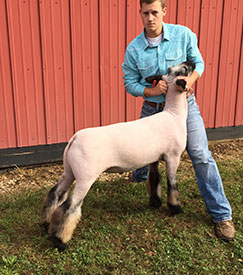 Steva Robinson Show Stock Winners