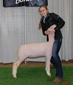 Steva Robinson Show Stock Winners