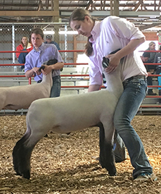 Steva Robinson Show Stock Winners