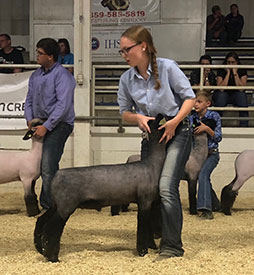 Steva Robinson Show Stock Winners