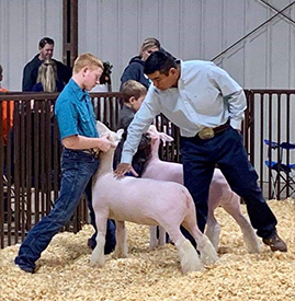 Steva Robinson Show Stock Winners