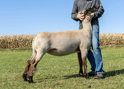 Lot 6 - G140