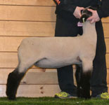 Steva Robinson Show Stock Sire - Ludacris